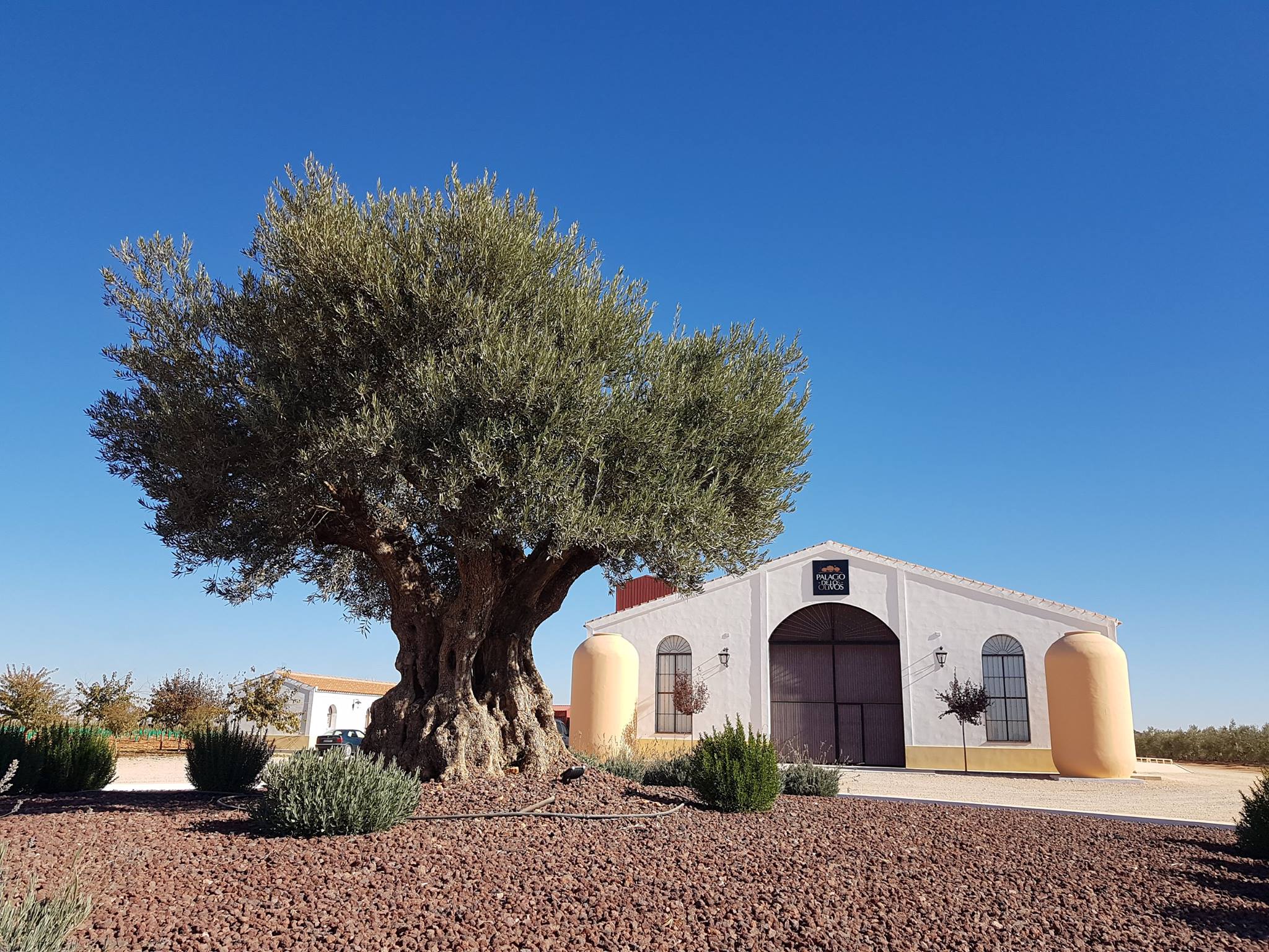 Palacio de Los Olivos vuelve a ser el Picual más premiado del mundo por 3er año consecutivo