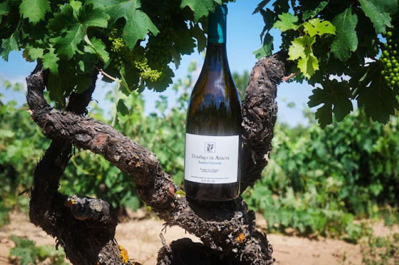 Albillo Mayor 2022, único vino blanco de la Denominación de Origen Ribera del Duero seleccionado para una masterclass en Países Bajos